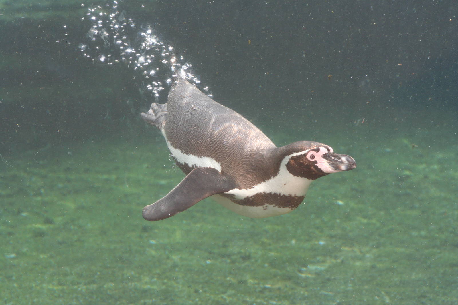 Humboldt Penguin @ Chester  05.06.2010