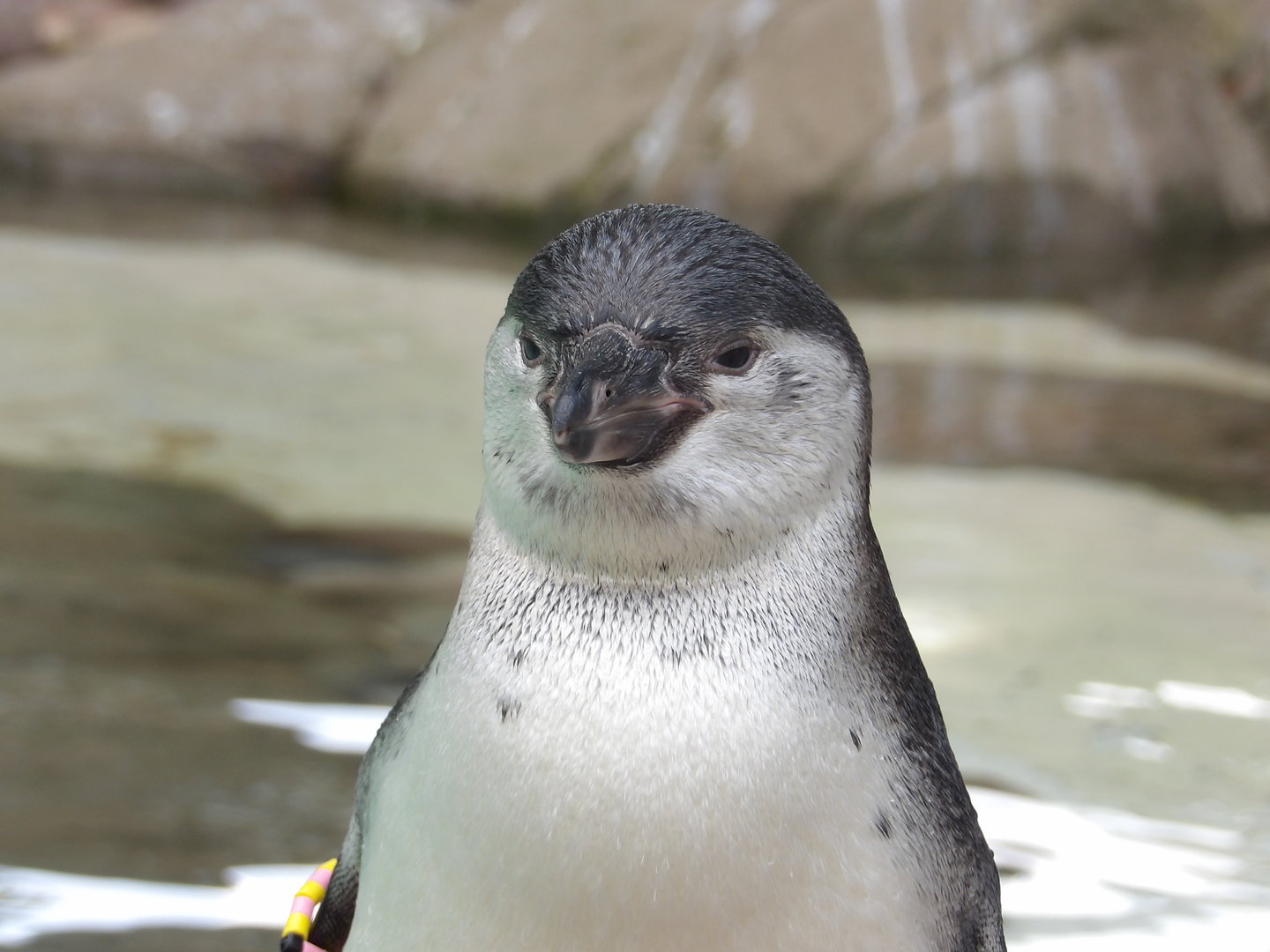Humboldt Penguin Chick (Spheniscus humboldti)