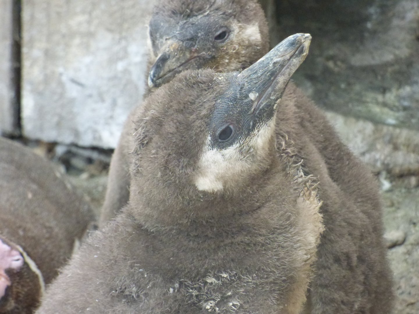Humboldt Penguin Chicks
