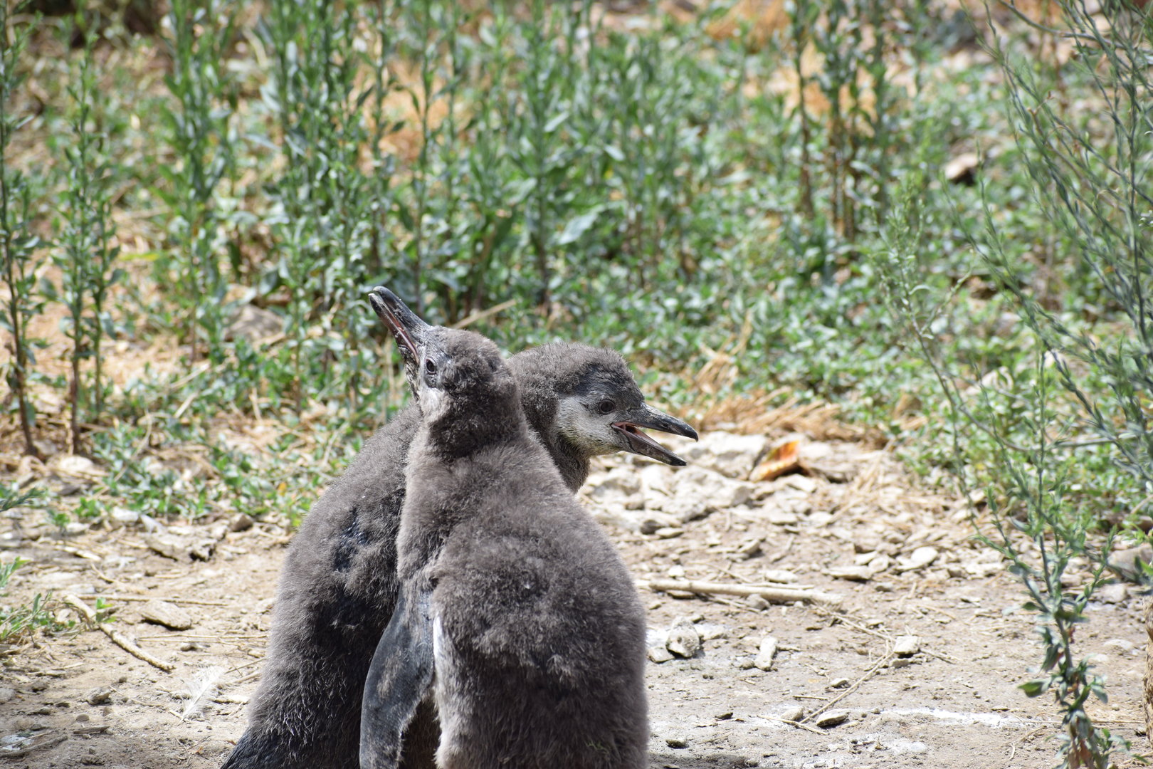 Humboldt penguin chicks