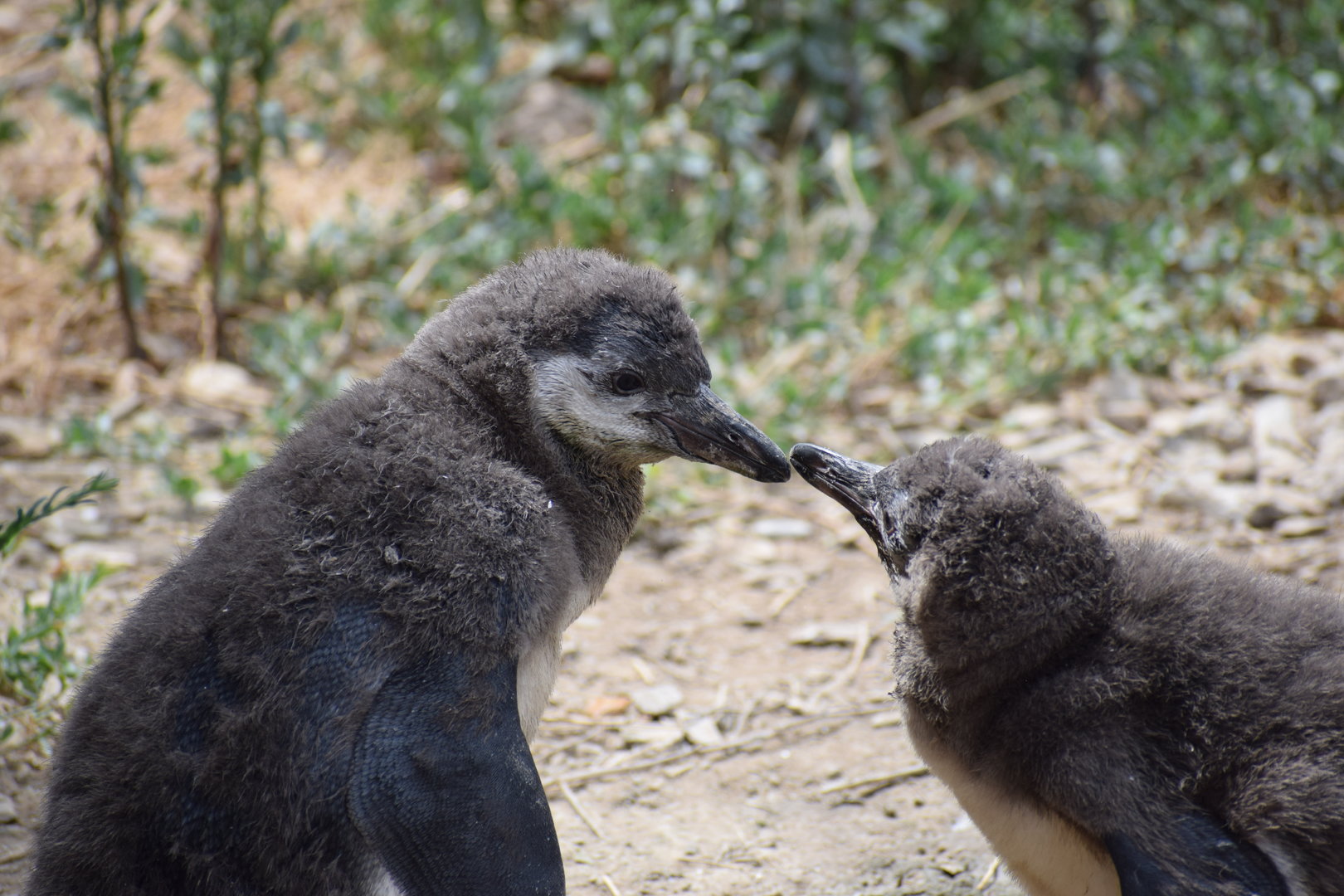 Humboldt penguin chicks