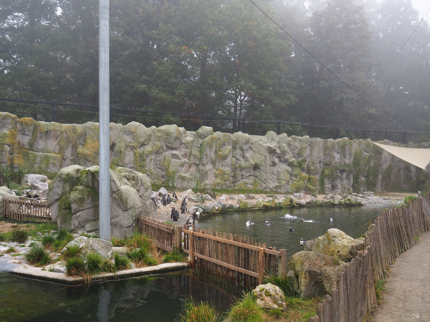 Humboldt penguin colony cordoned off in part of their exhibit, 2021-10-10