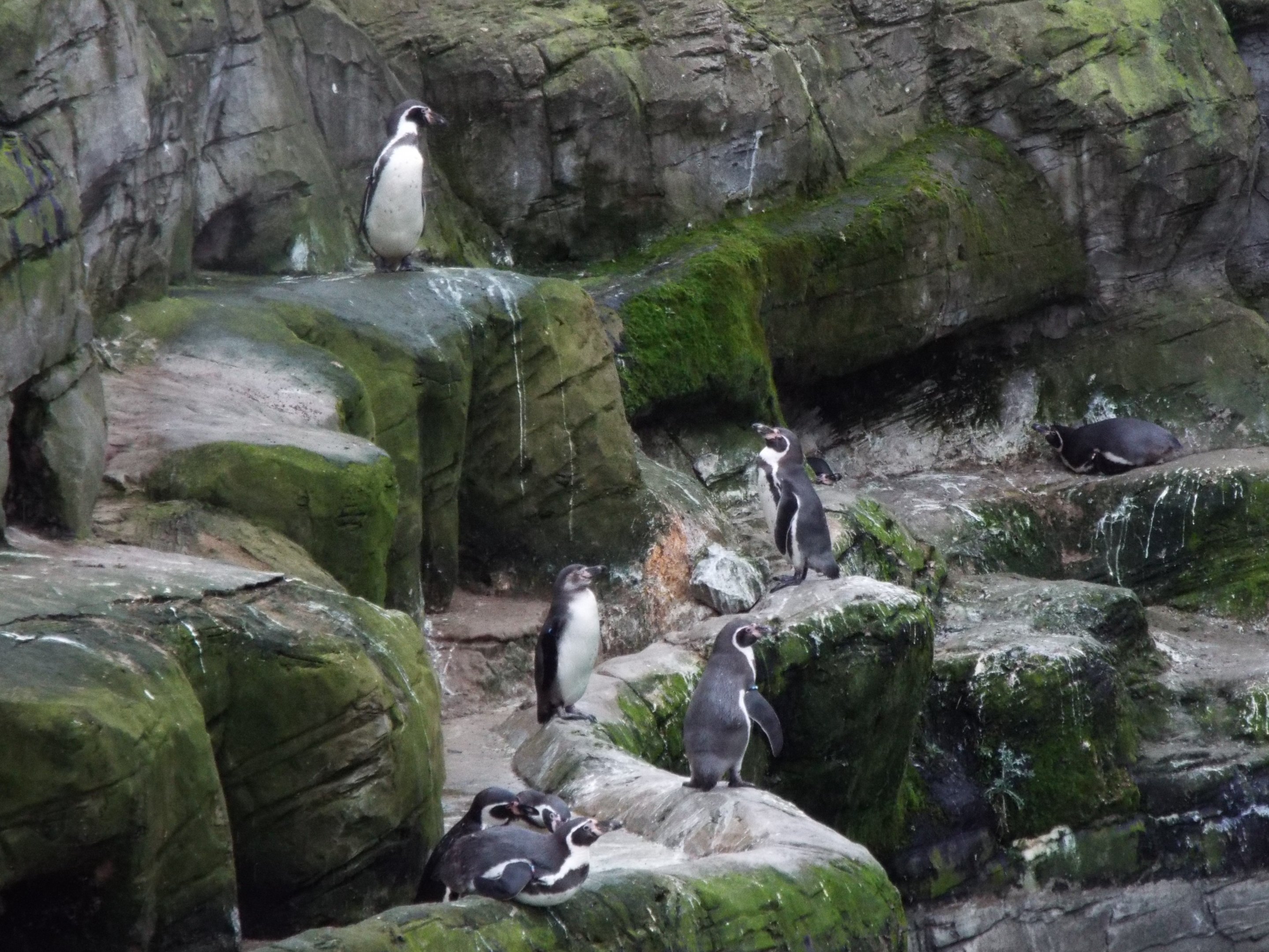 Humboldt Penguin Colony Flamingo Land