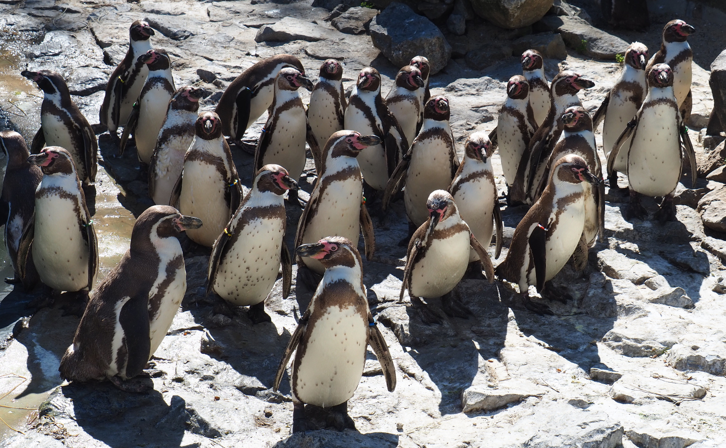 Humboldt penguin colony (Spheniscus humboldti), 2020-07-21