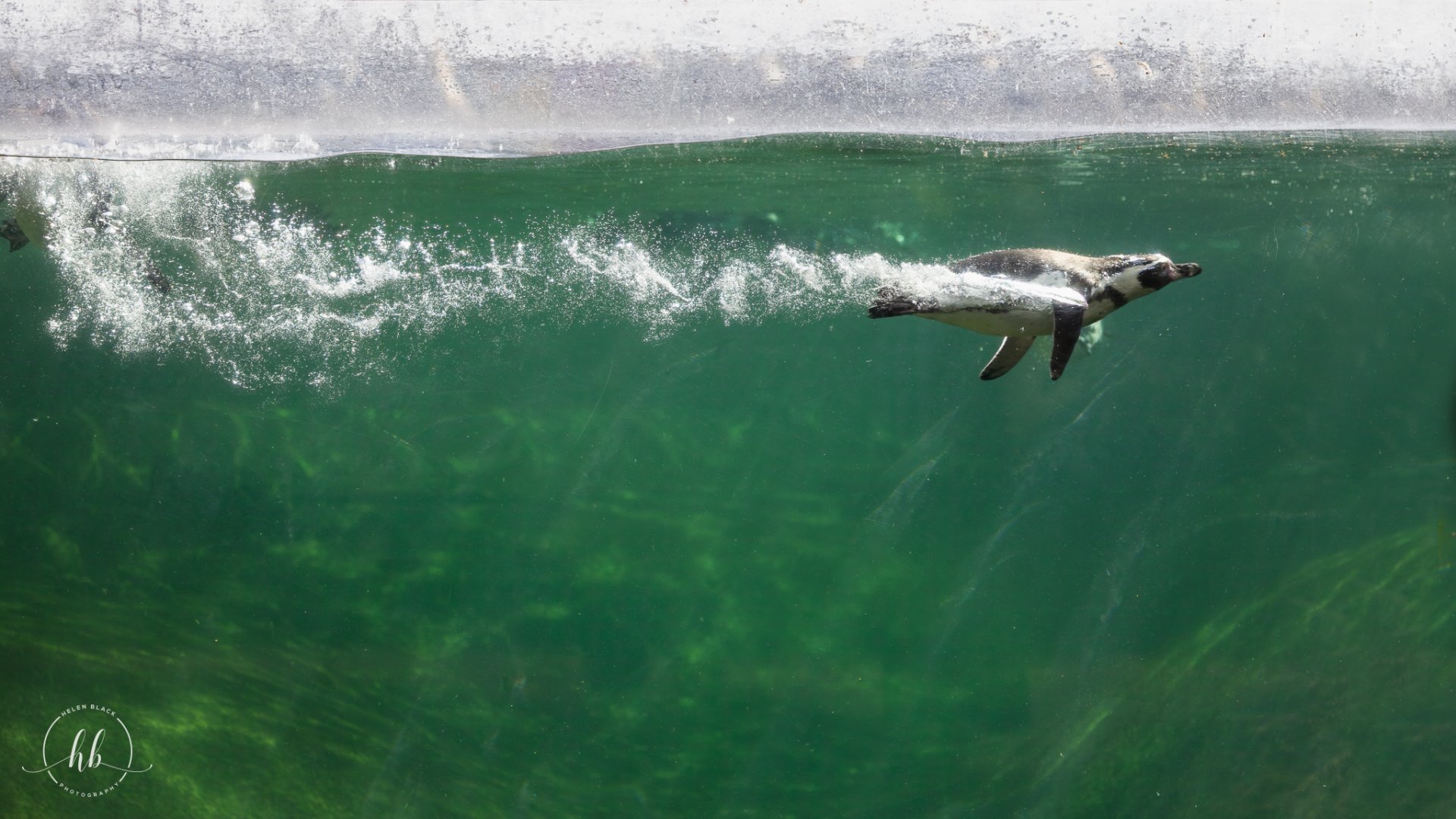 Humboldt Penguin / Copenhagen Zoo / 30-9-24
