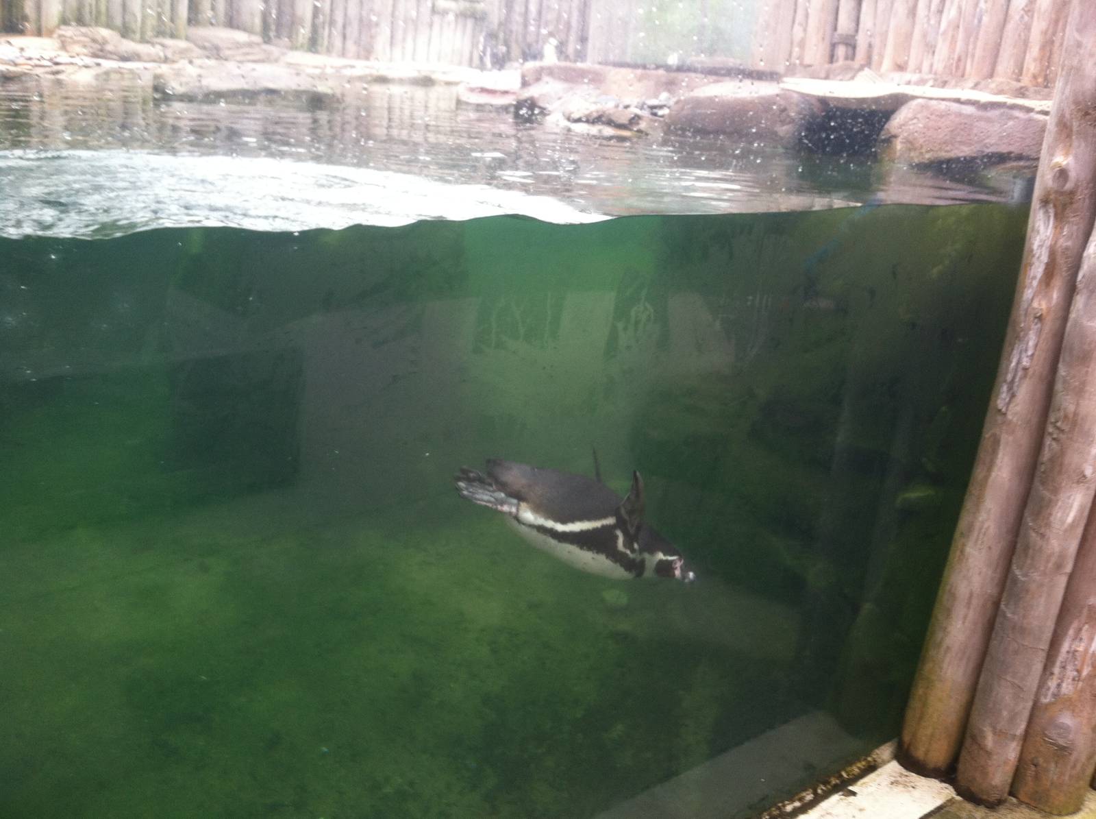 Humboldt Penguin Diving