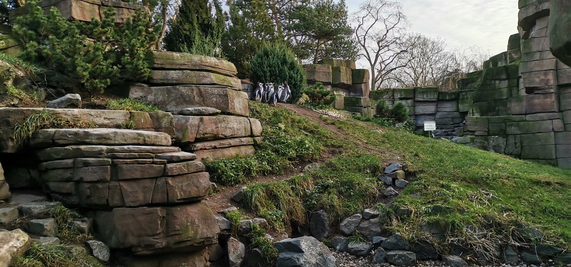 Humboldt Penguin, Eismeer