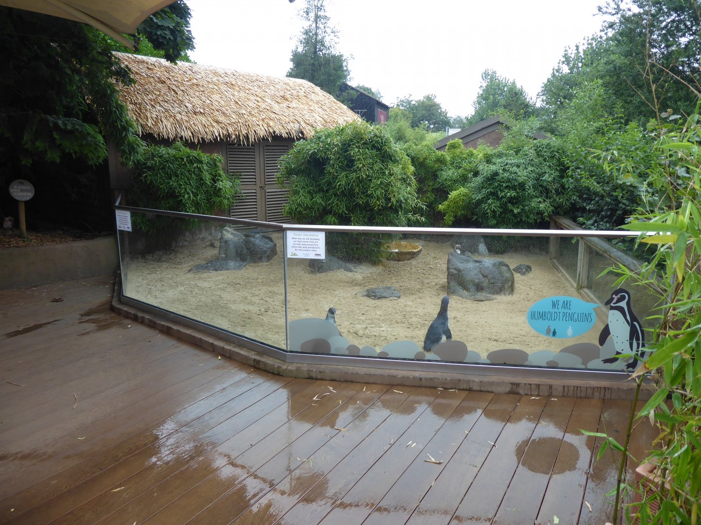 Humboldt penguin enclosure 050819