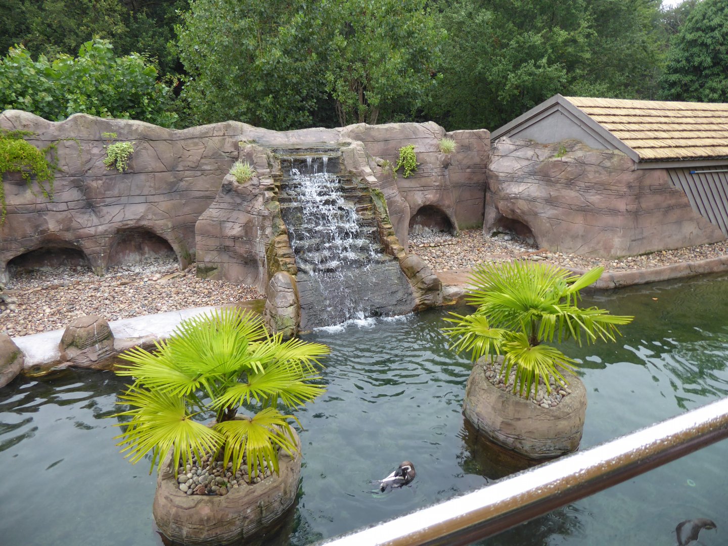 Humboldt penguin enclosure 050819