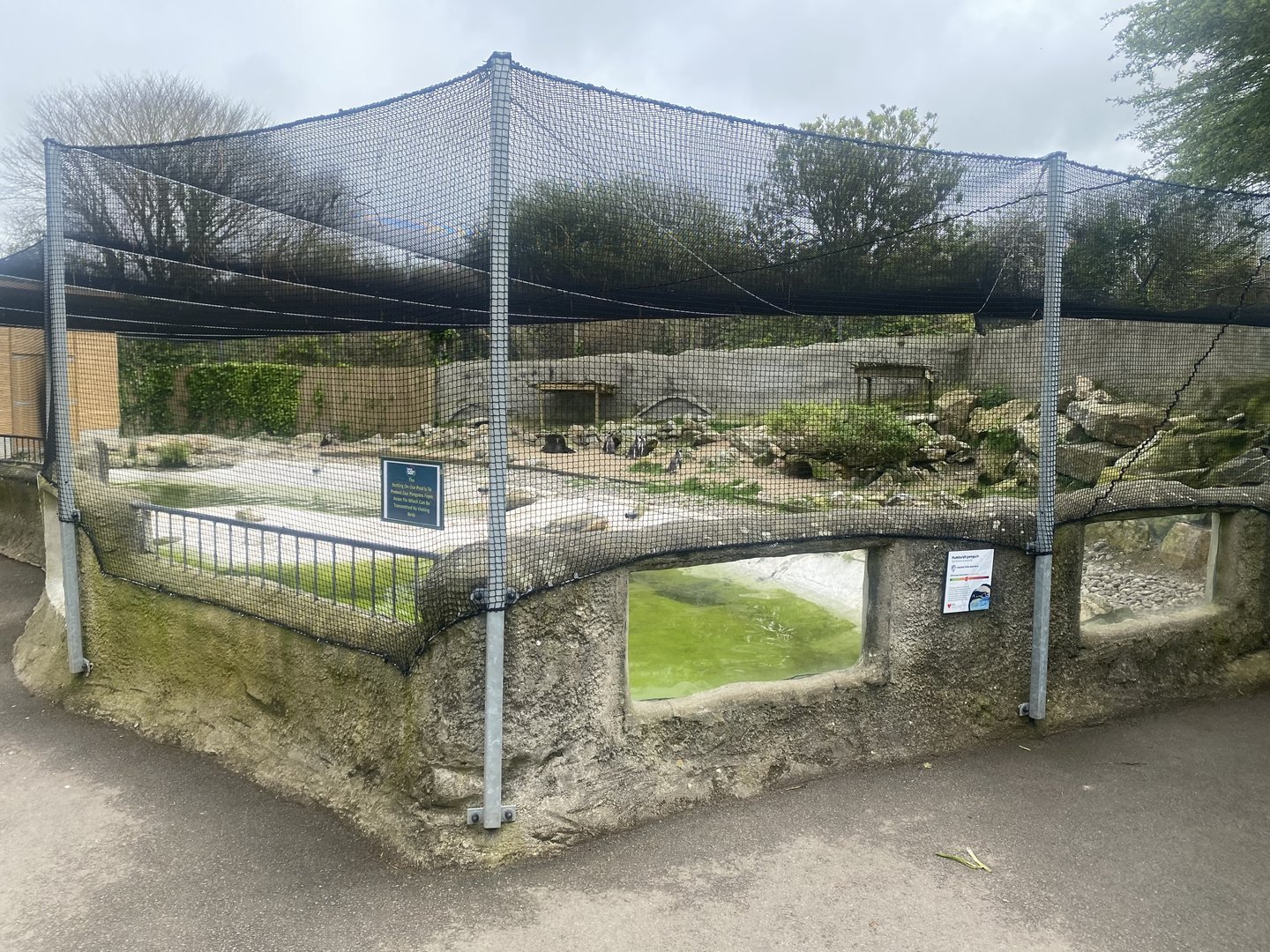 Humboldt penguin enclosure 060523