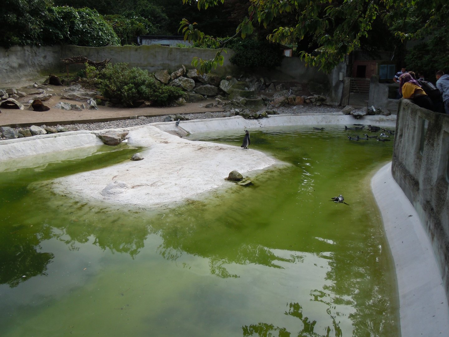 Humboldt penguin enclosure 070920