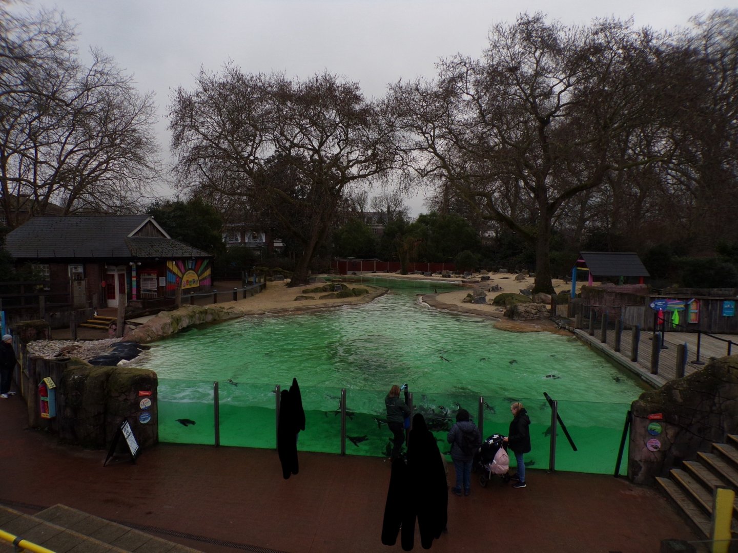 Humboldt penguin enclosure 11.2.25