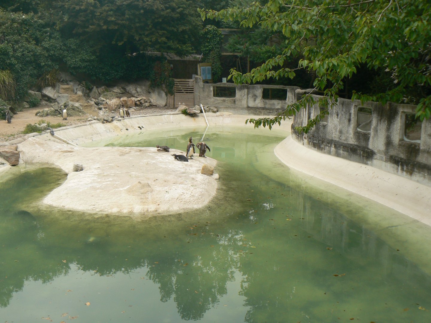 Humboldt Penguin Enclosure - 11 July 2018
