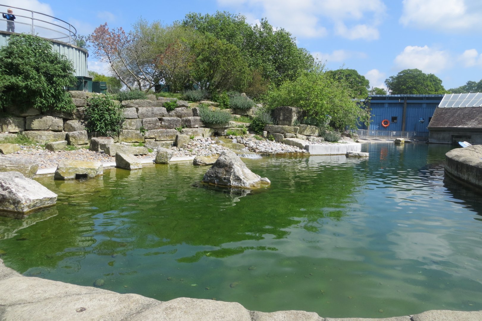 Humboldt penguin enclosure 110519