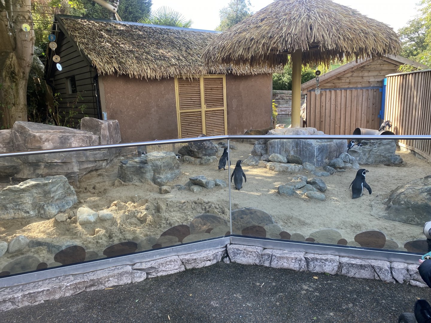 Humboldt penguin enclosure 110925