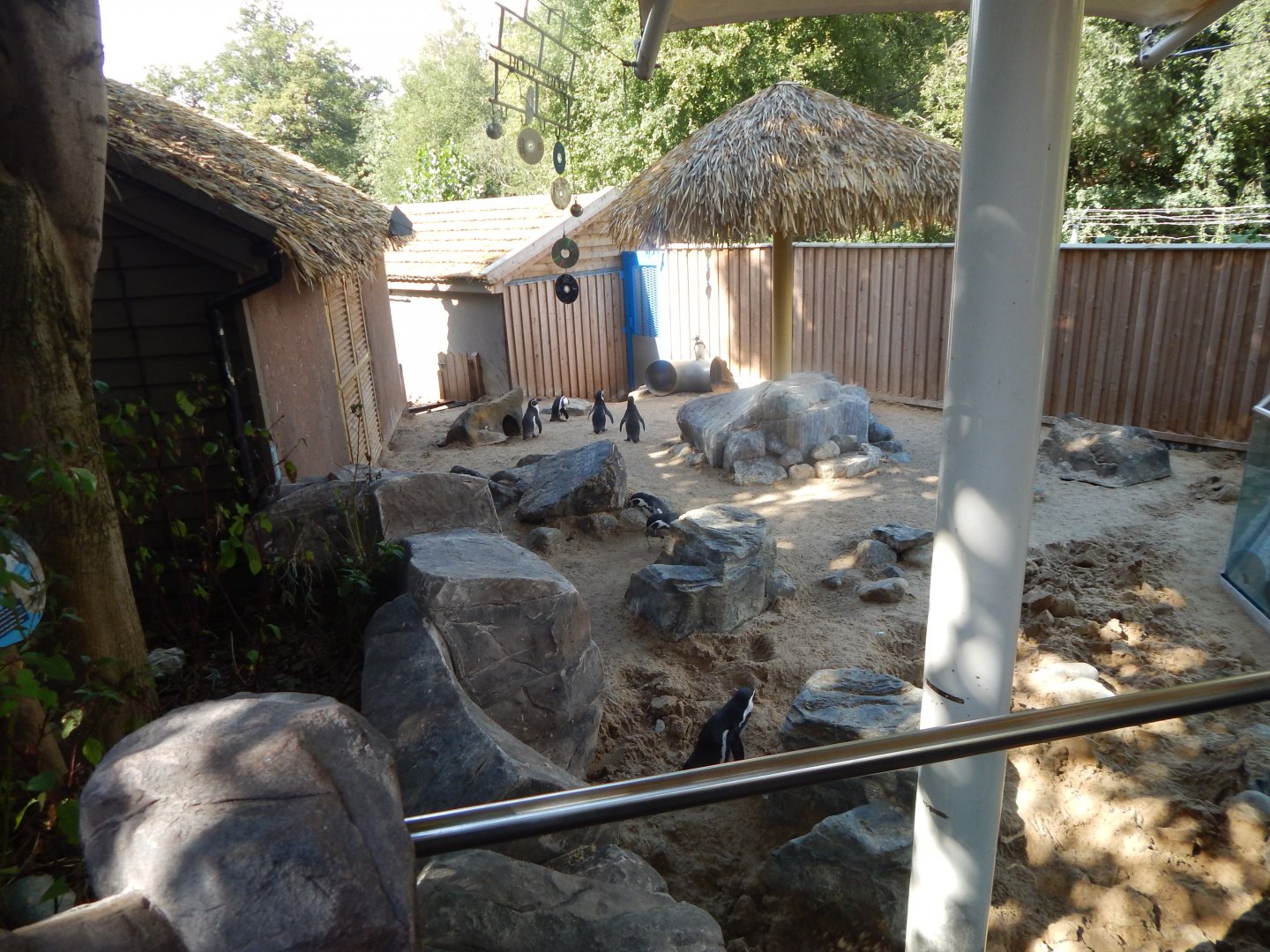 Humboldt penguin enclosure 110925