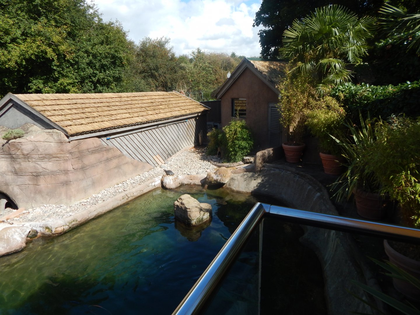 Humboldt penguin enclosure 110925