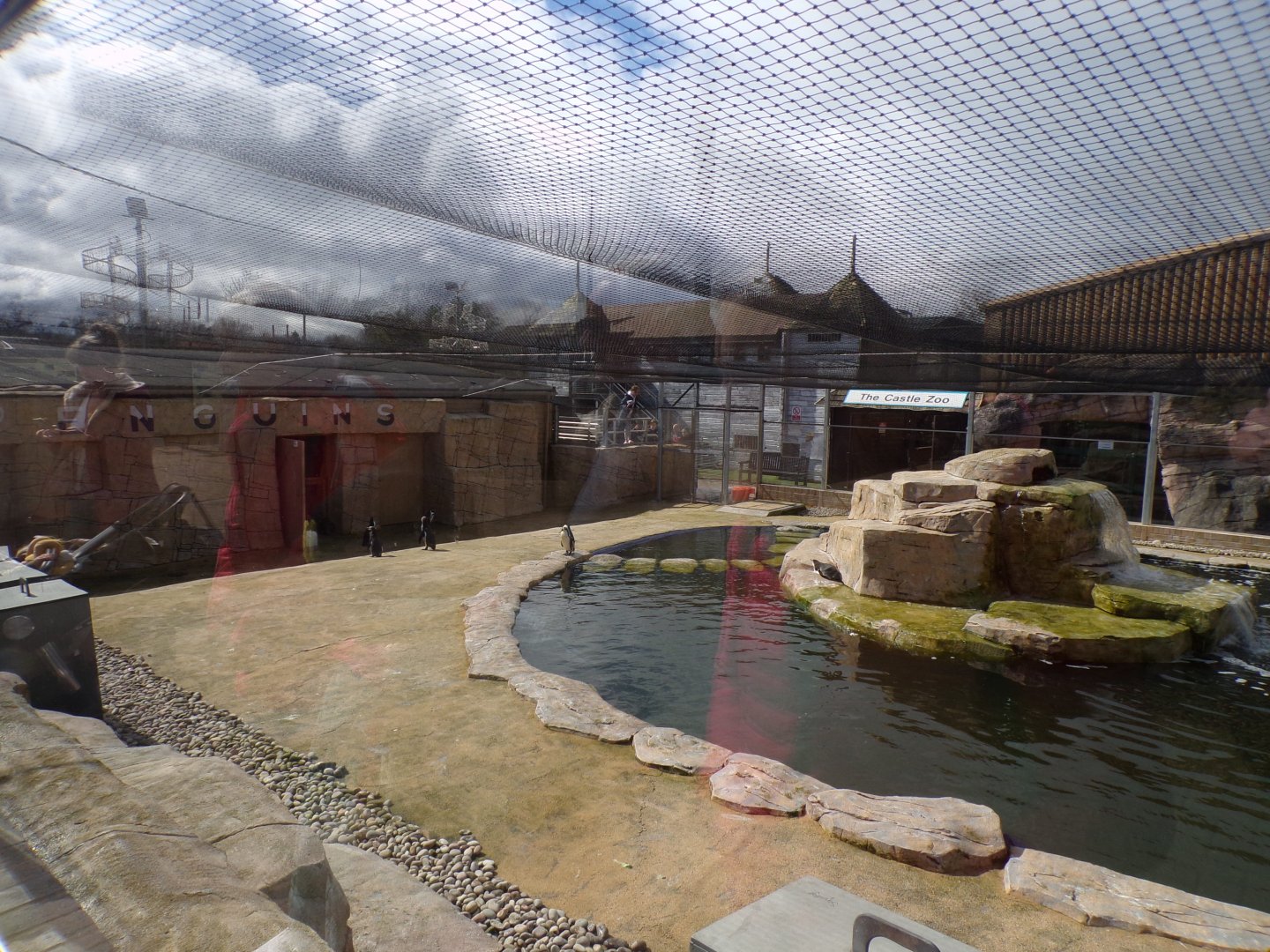 Humboldt penguin enclosure 12.4.24