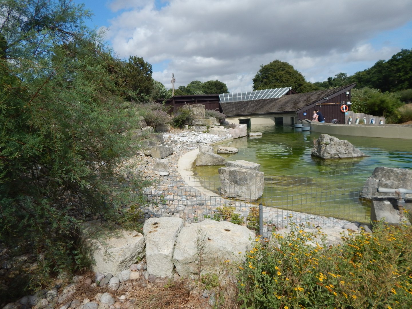 Humboldt penguin Enclosure 150725