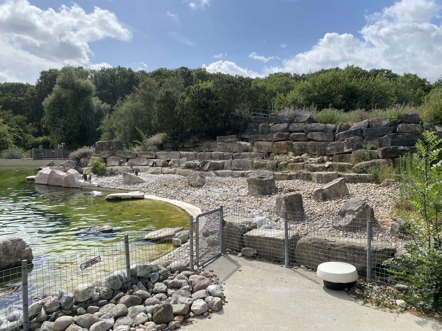 Humboldt penguin enclosure 150725