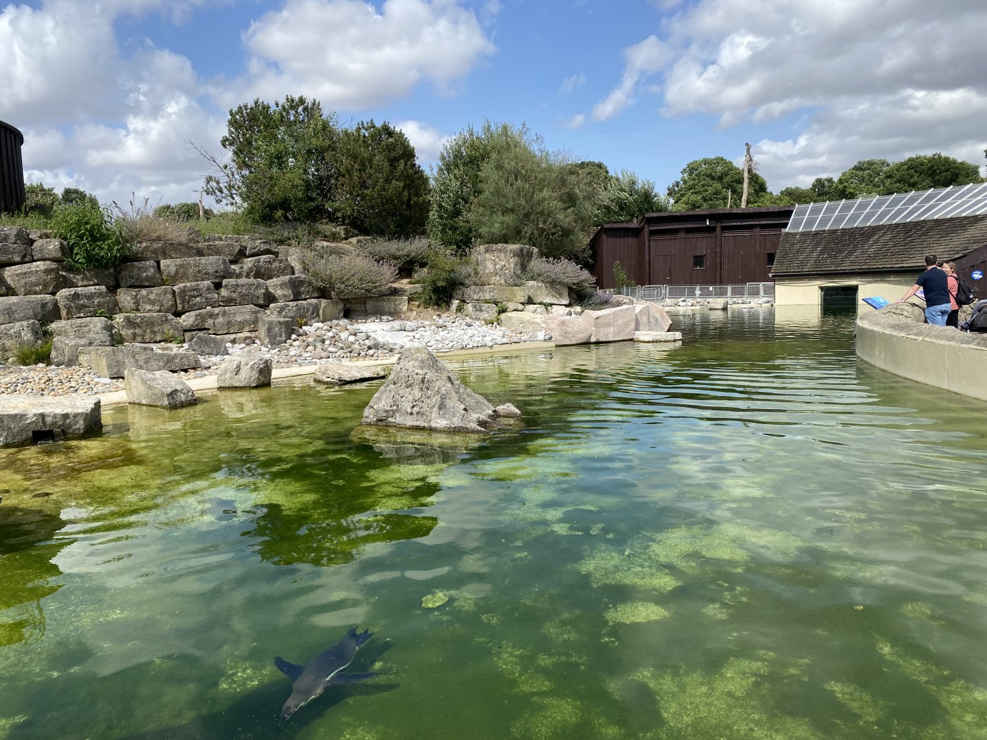 Humboldt penguin enclosure 150725