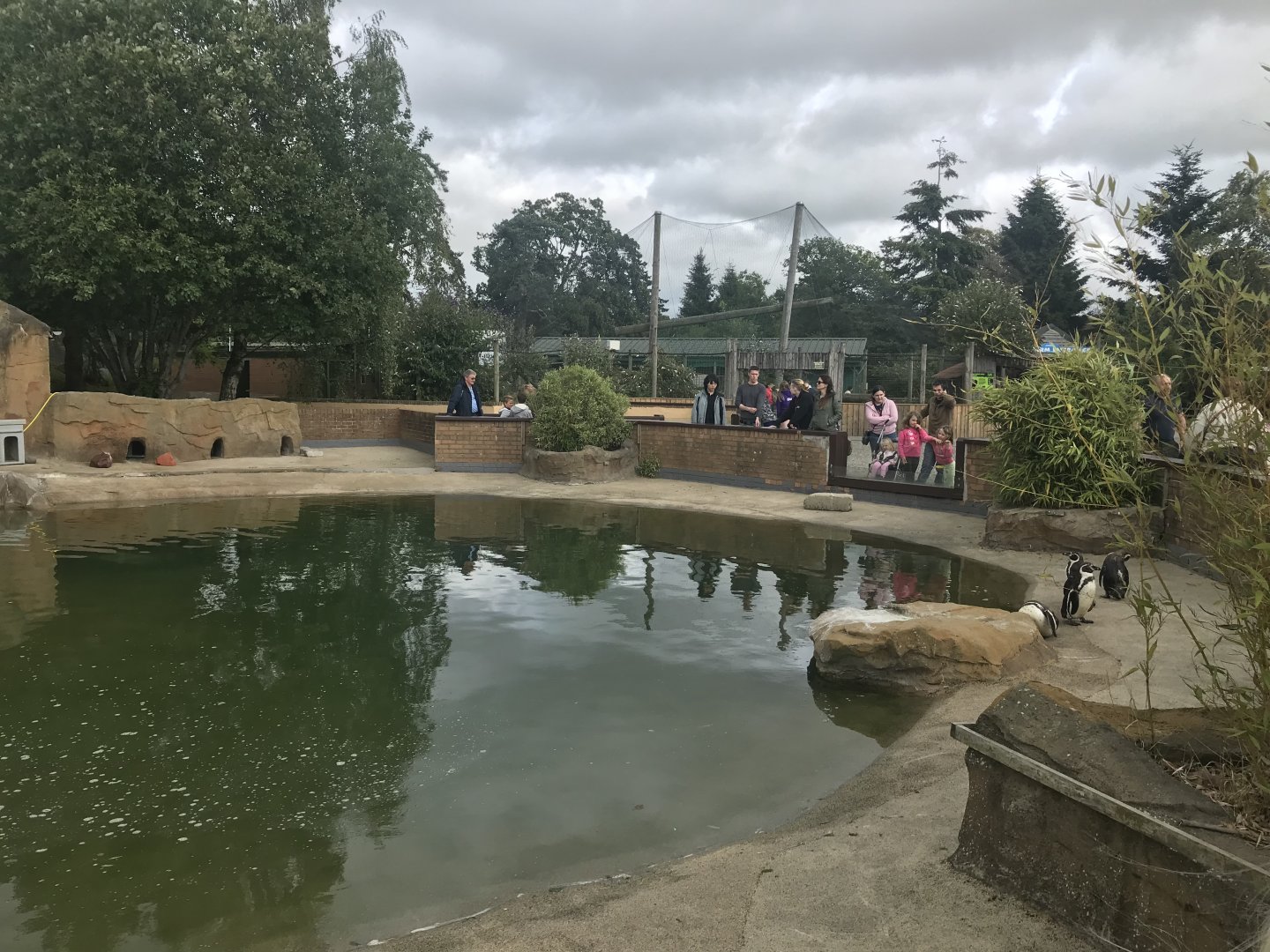 Humboldt penguin enclosure (2)