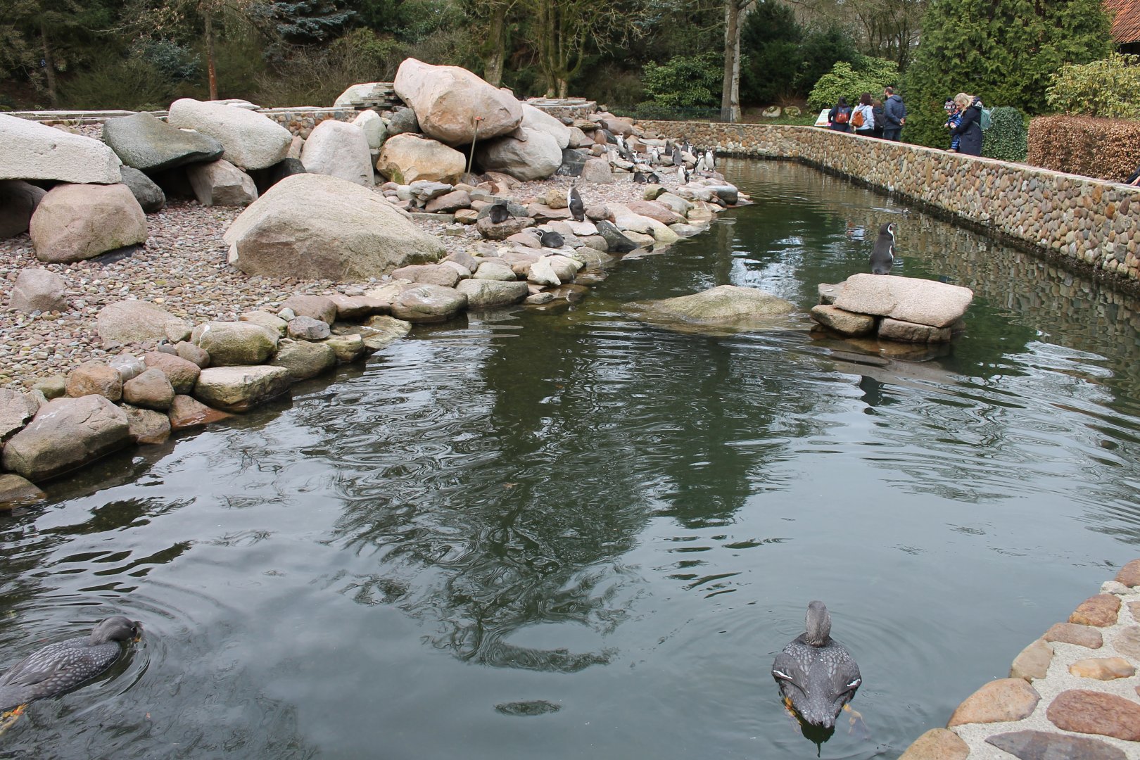 Humboldt penguin enclosure (24/3-19)