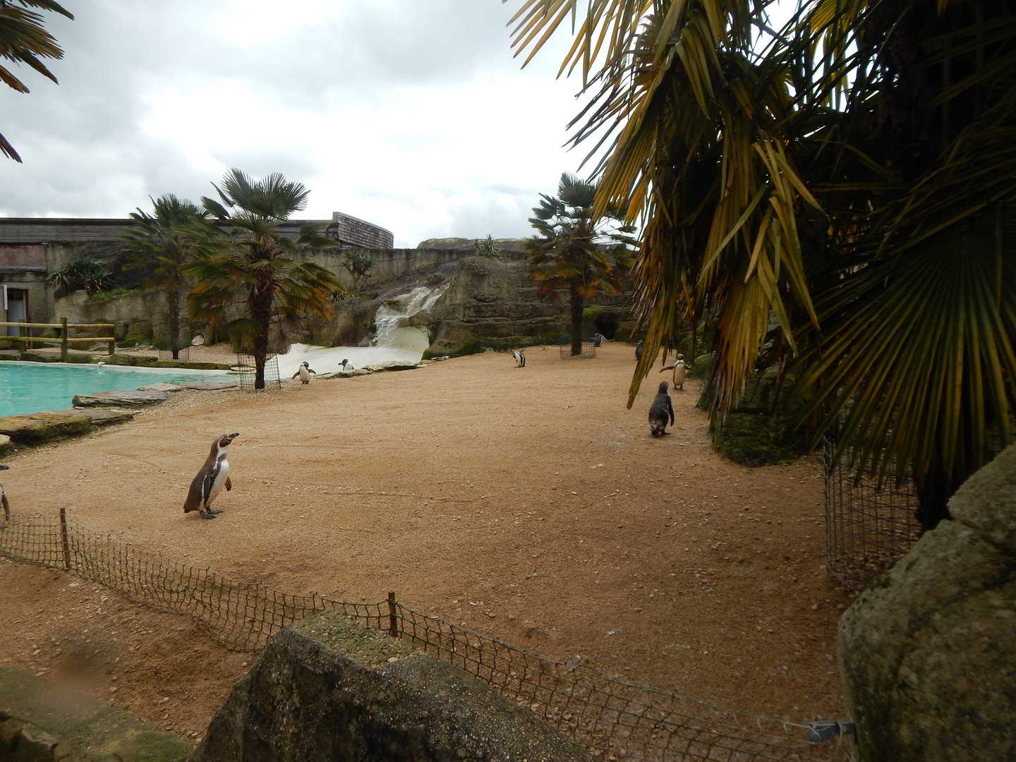 Humboldt penguin enclosure 280423