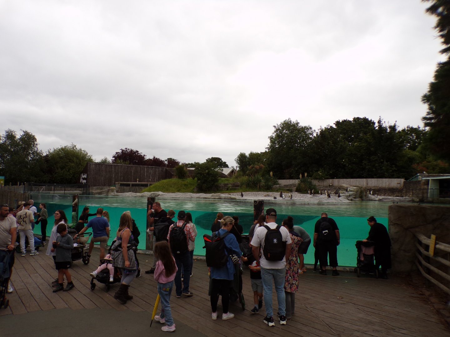 Humboldt penguin enclosure 29.6.24