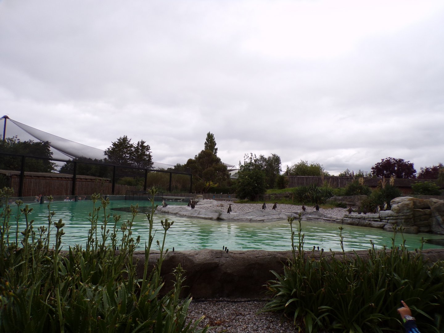 Humboldt penguin enclosure 29.6.24