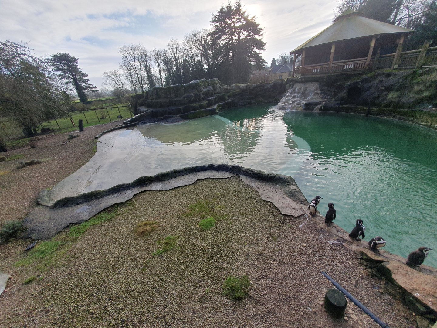Humboldt Penguin enclosure 3/1/24