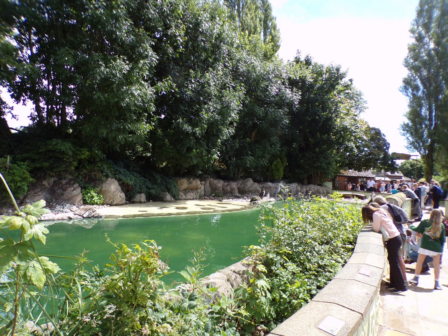 Humboldt penguin enclosure 7.7.24