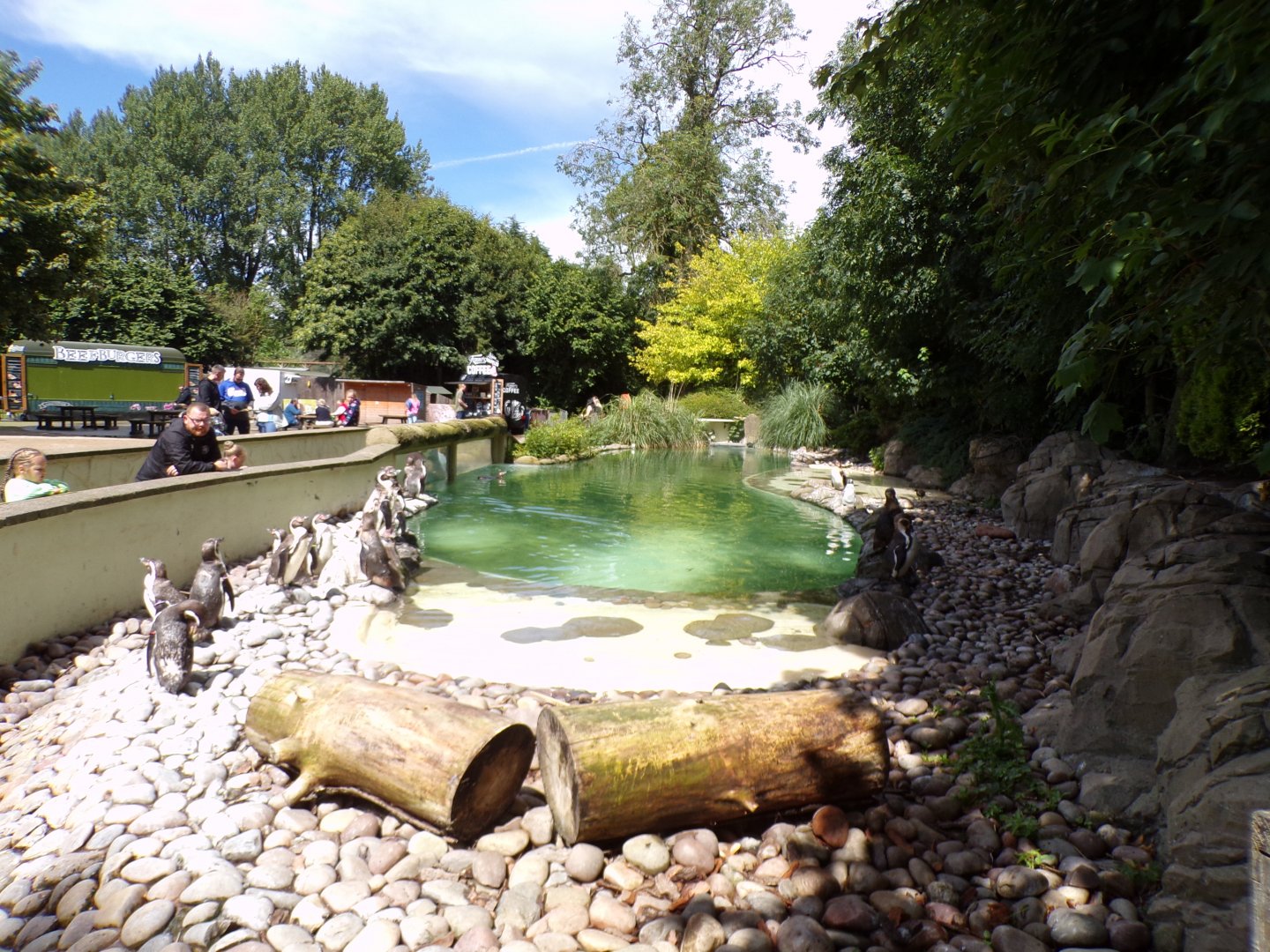 Humboldt penguin enclosure 7.7.24