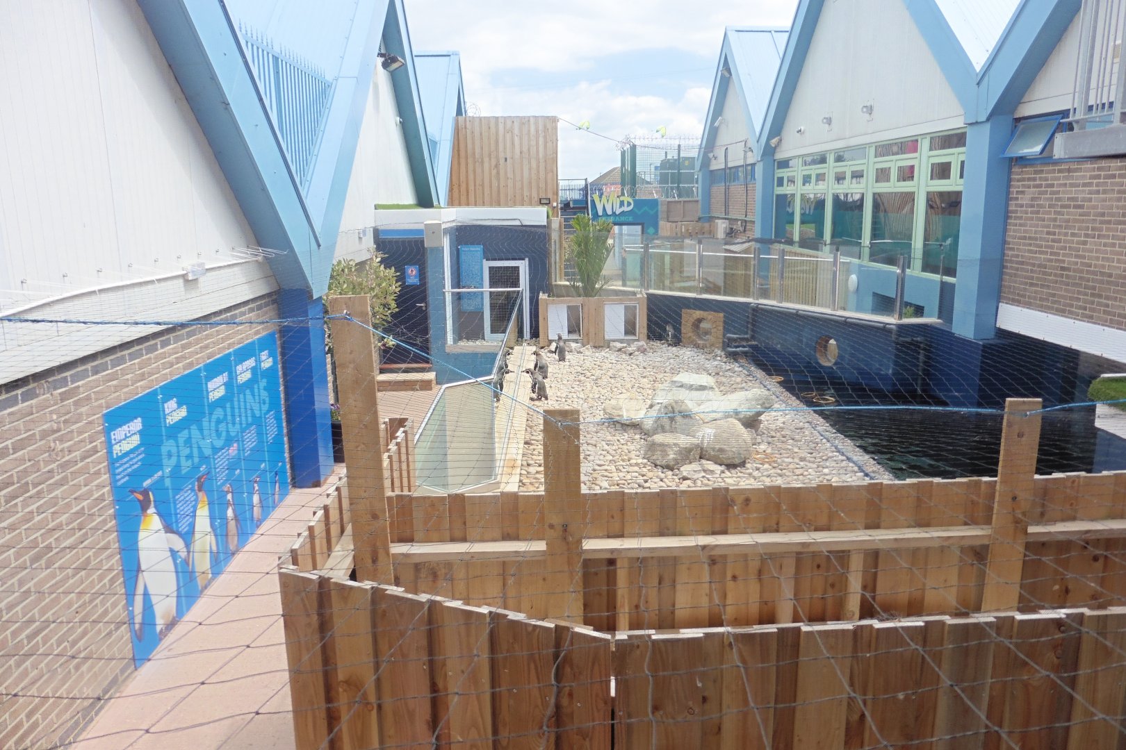 Humboldt Penguin enclosure and pool