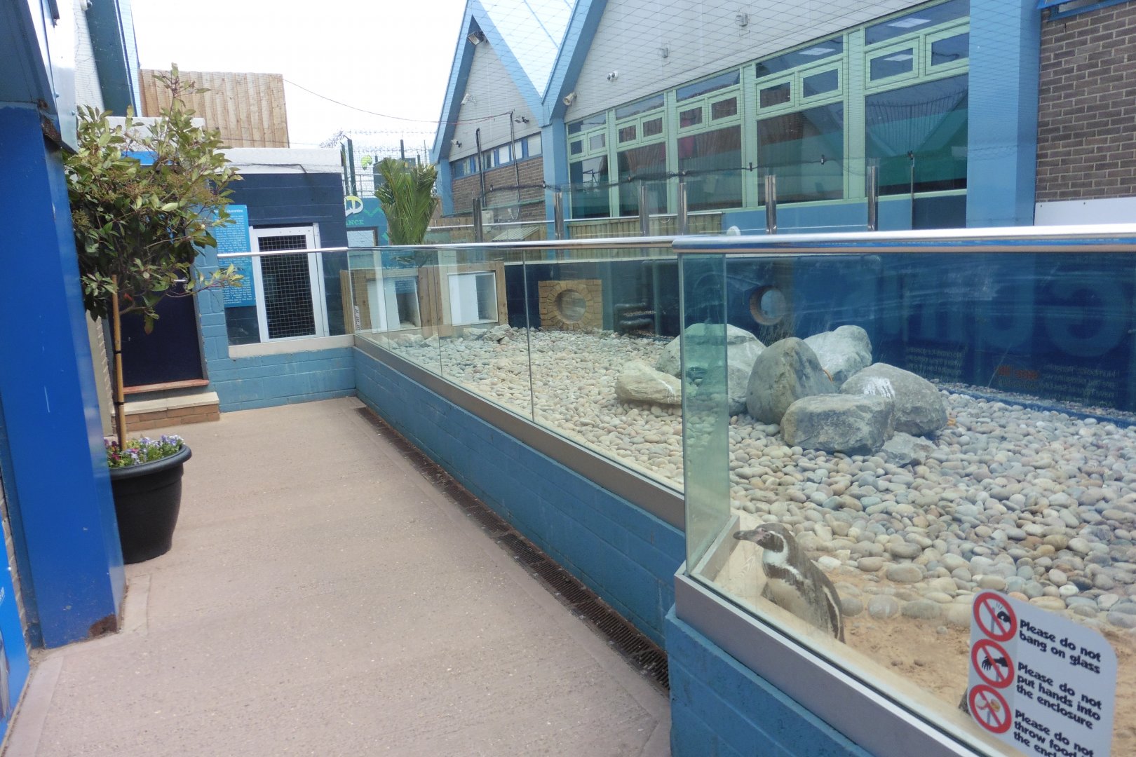 Humboldt Penguin enclosure and pool