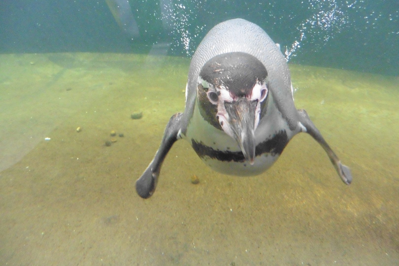 Humboldt Penguin enclosure and pool