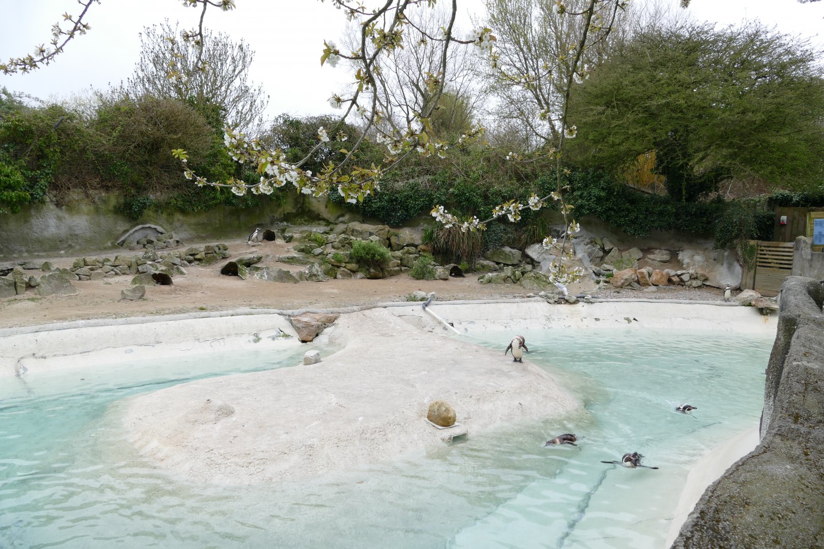 Humboldt penguin enclosure, April 2018