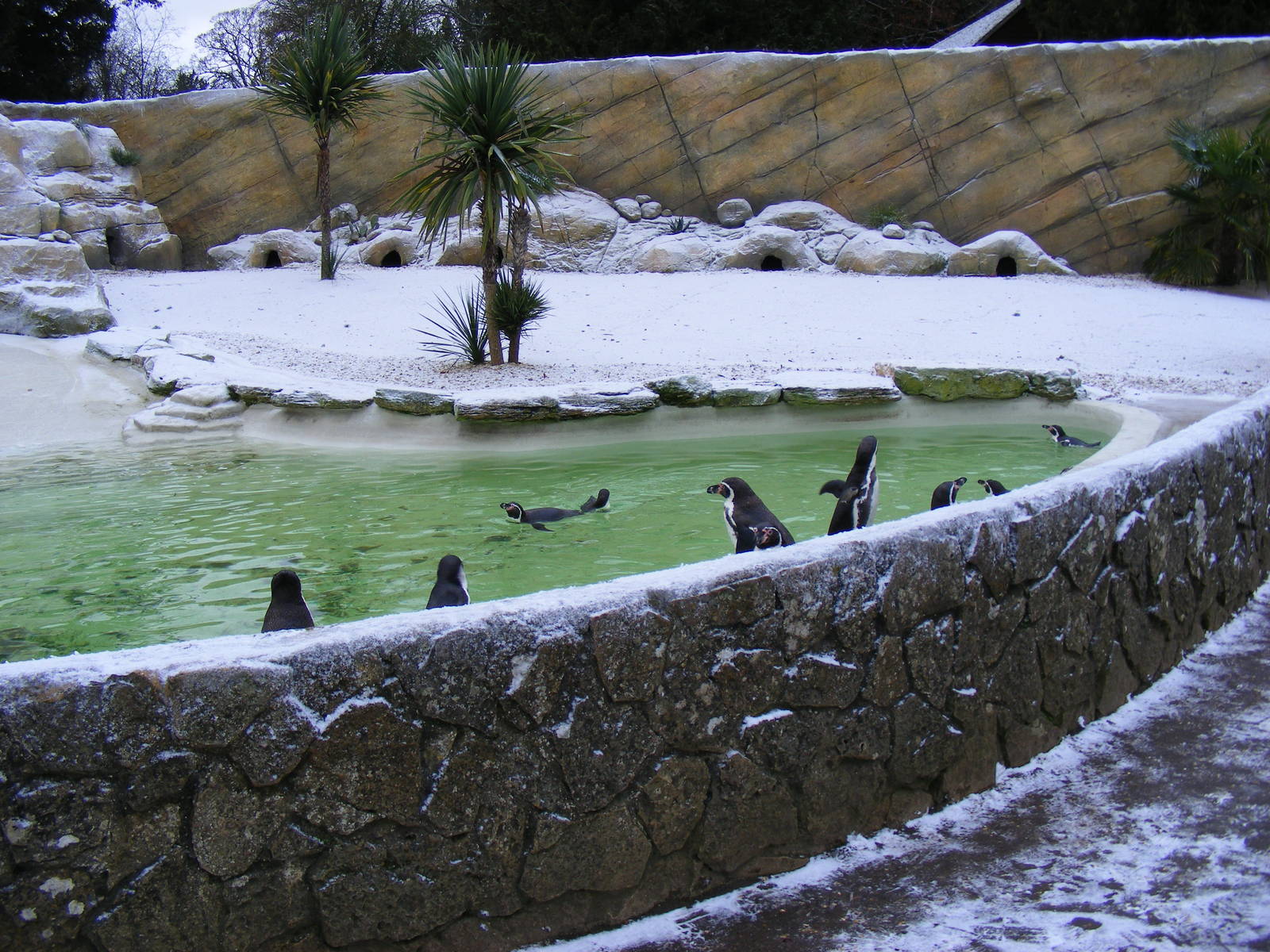 Humboldt penguin enclosure at Cotswold Wildlife Park, 27 November 2010