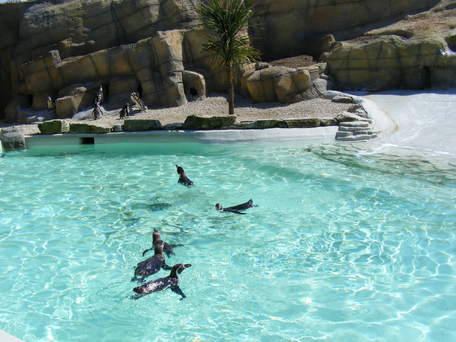 Humboldt penguin enclosure at Cotswold Wildlife Park, 3 May 2010