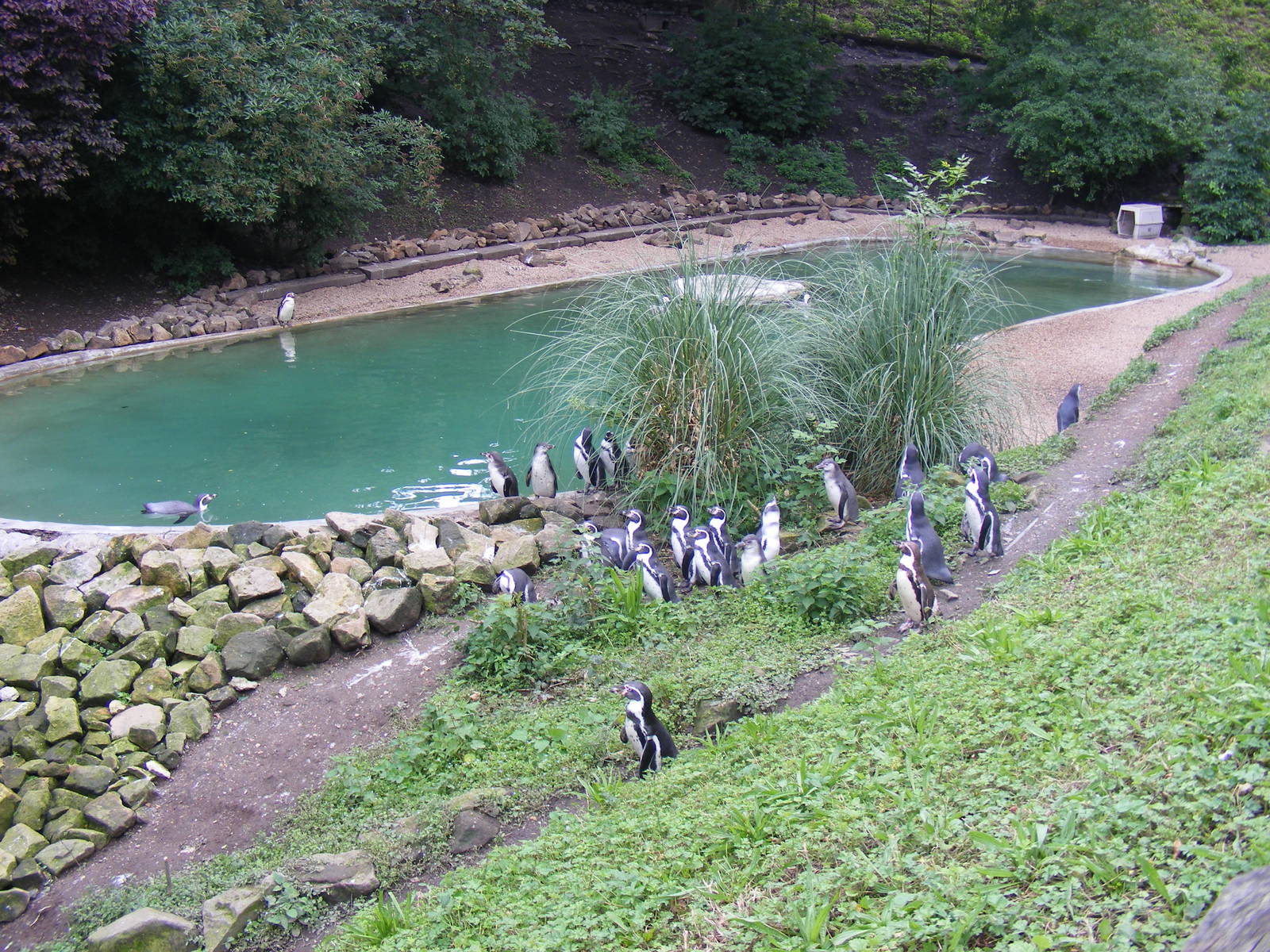 Humboldt penguin enclosure at Dudley Zoo, 28 August 2010
