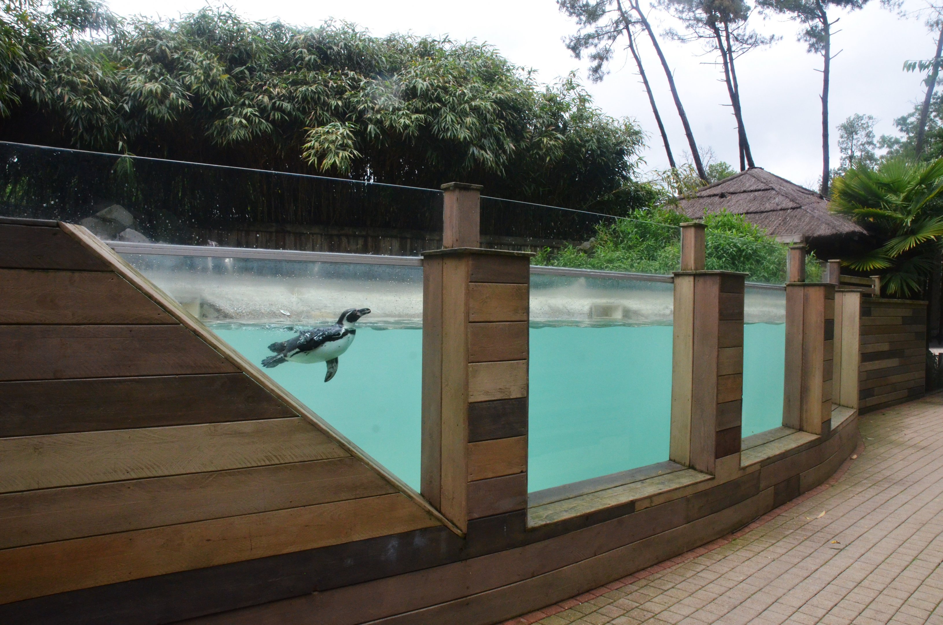 Humboldt Penguin Enclosure at La Flèche, 11/06/18
