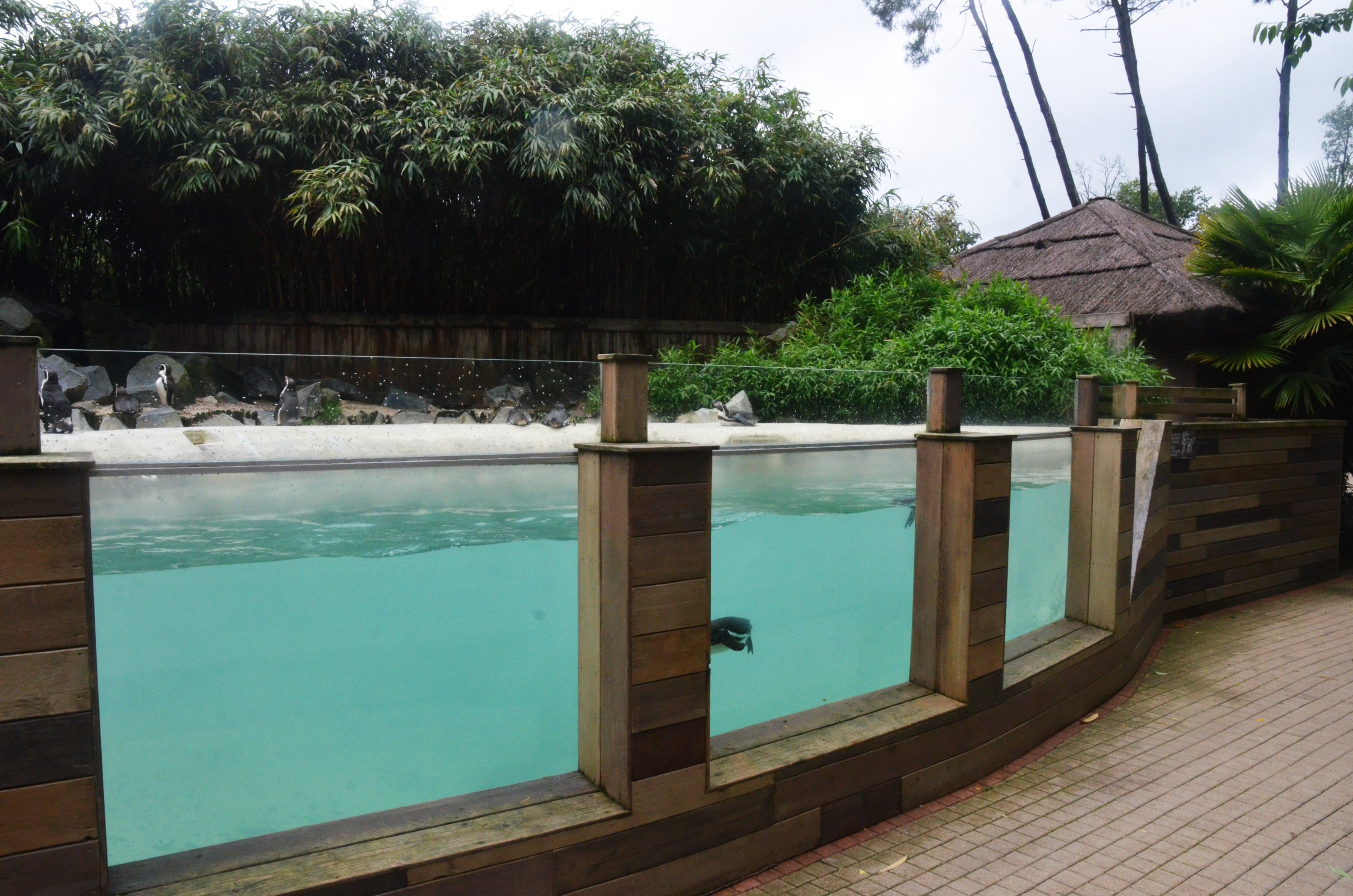 Humboldt Penguin Enclosure at La Flèche, 11/06/18