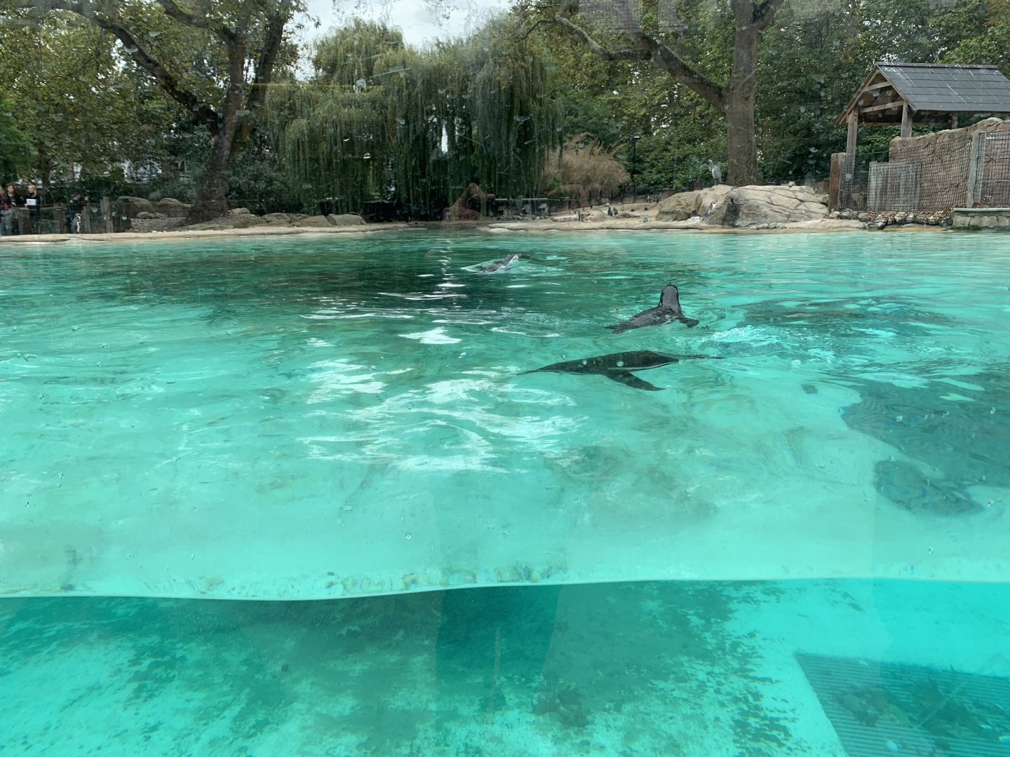 Humboldt Penguin Enclosure at London Zoo (2019)