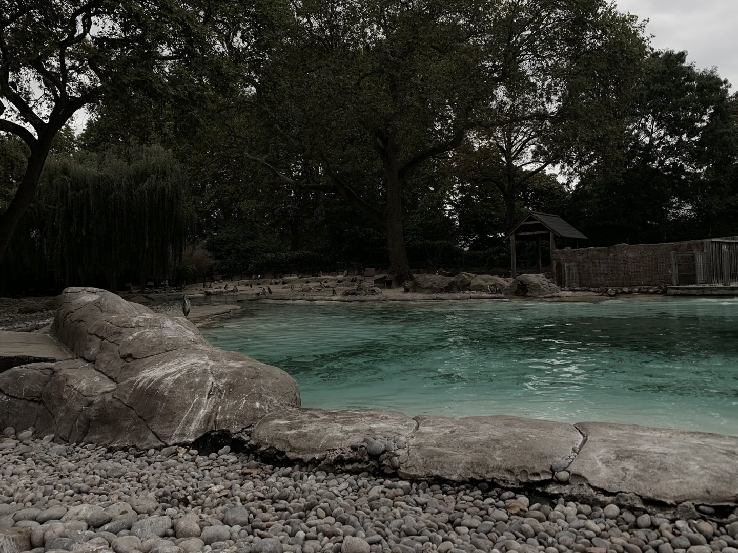 Humboldt Penguin Enclosure at London Zoo (2019)