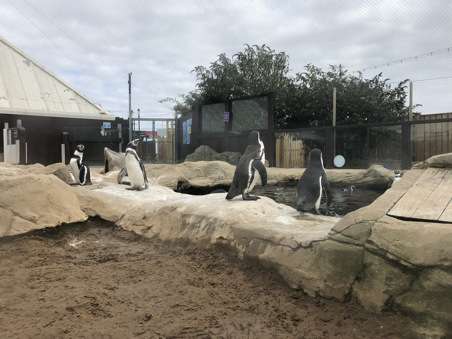 Humboldt Penguin Enclosure at SEA LIFE Scarborough (September 2022)