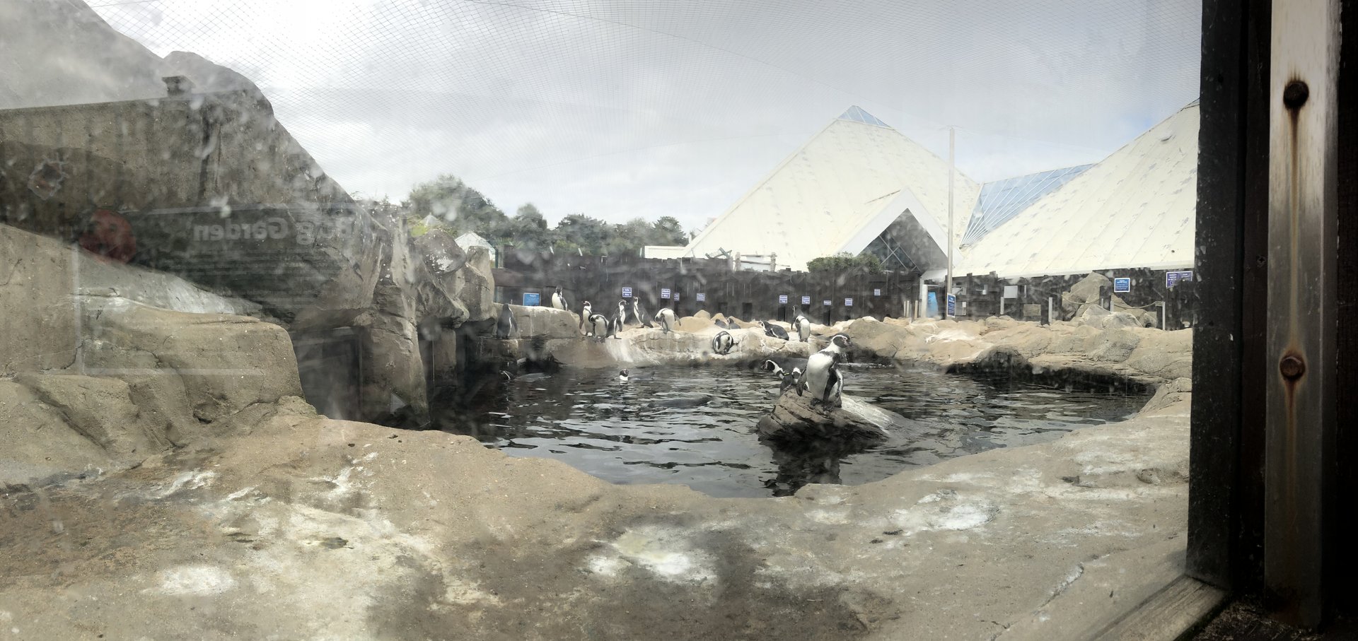 Humboldt Penguin Enclosure at SEA LIFE Scarborough (September 2022)
