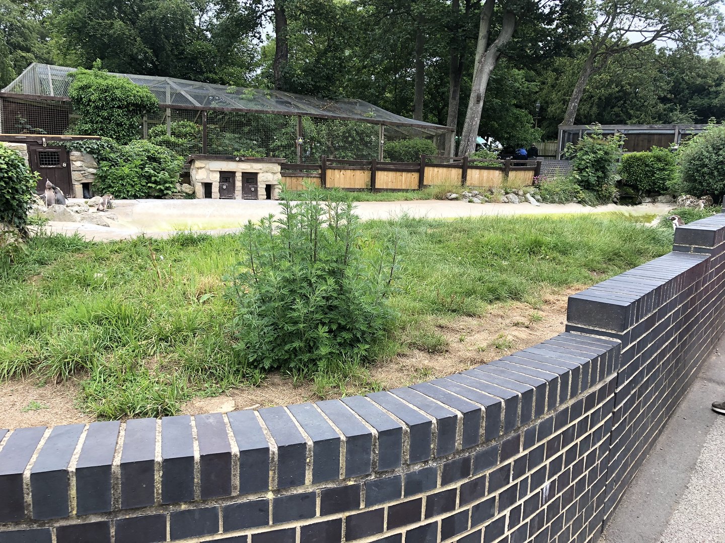 Humboldt Penguin Enclosure at Sewerby Zoo (June 2023)
