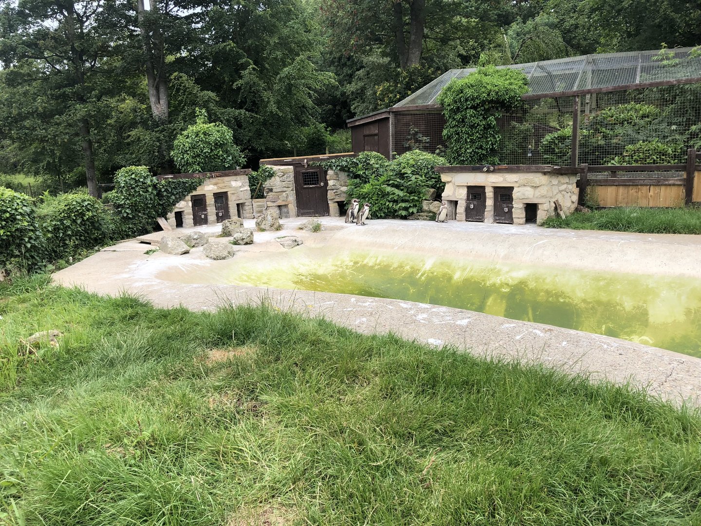 Humboldt Penguin Enclosure at Sewerby Zoo (June 2023)