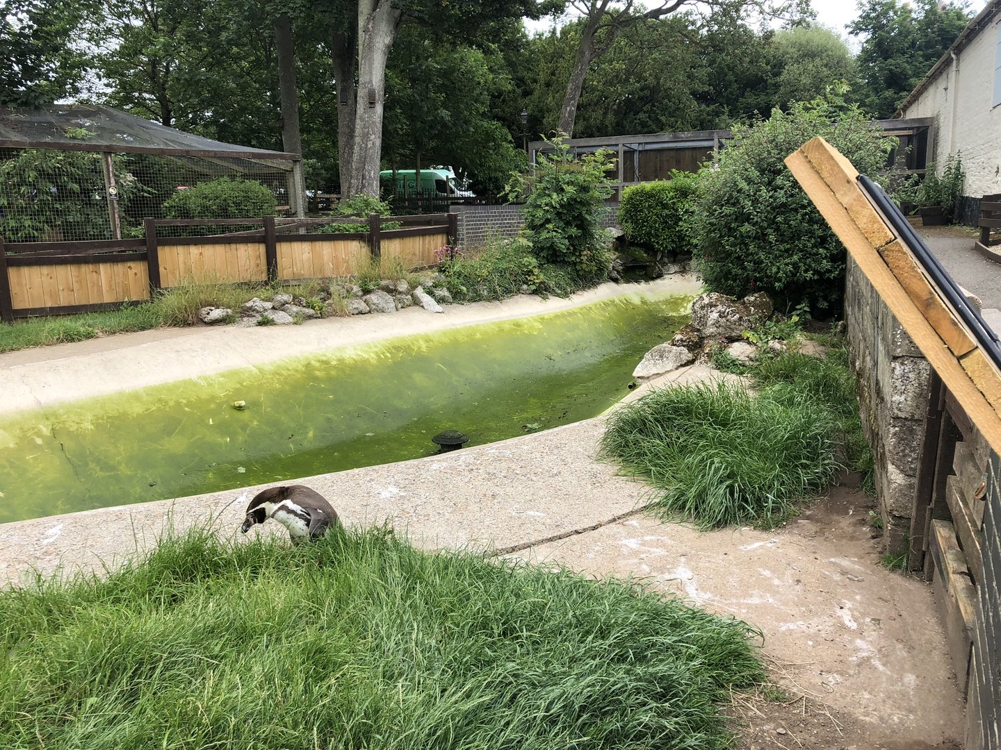 Humboldt Penguin Enclosure at Sewerby Zoo (June 2023)
