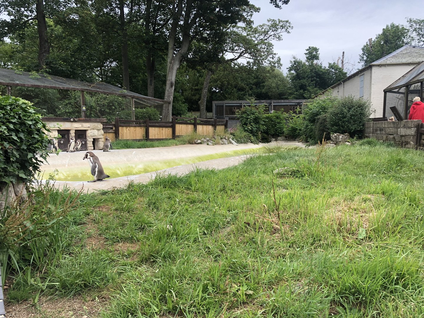 Humboldt Penguin Enclosure at Sewerby Zoo (June 2023)